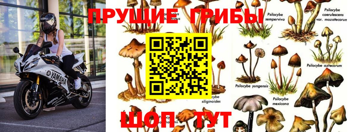 Галлюциногенные грибы GOLDEN TEACHER  Вход с VPN  Галлюциногенные грибы GOLDEN TEACHER  Орехово-Зуево 
